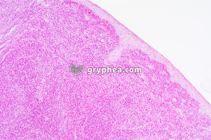 Rate x100 - gryphea.com